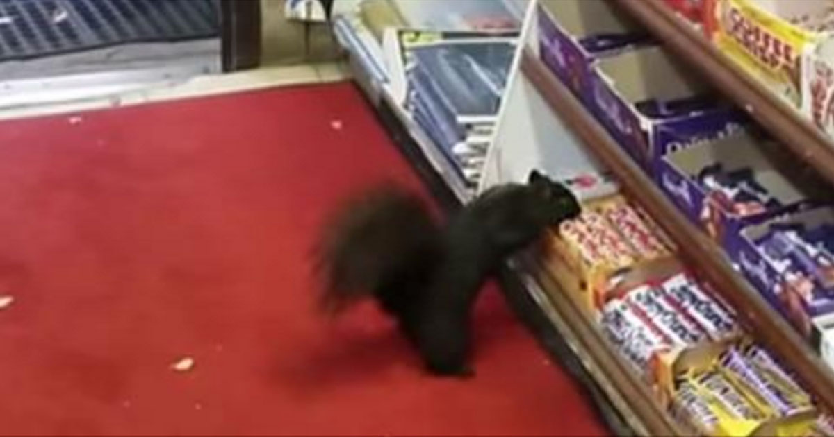 Squirrels Keep Stealing Chocolate Bars From This Convenience Store us