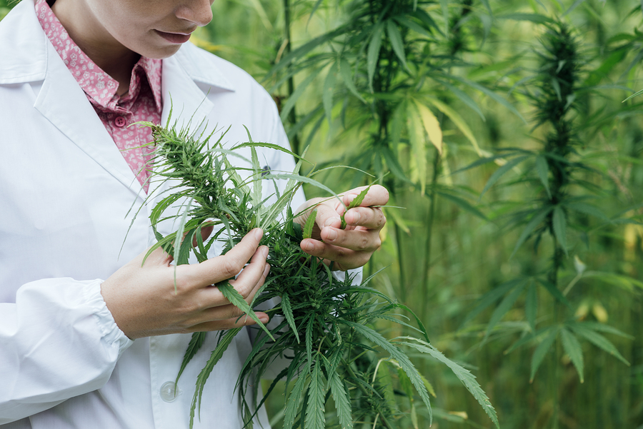 Female scientist in a hemp field checking plants and flowers alternative herbal medicine concept