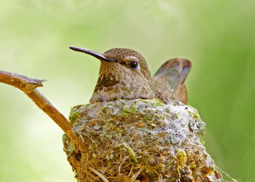 annas_hummingbird_nest-850x607