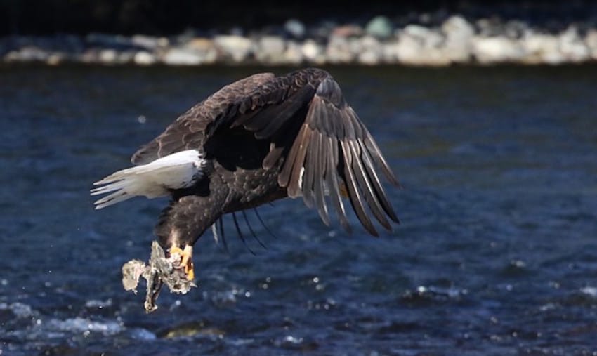 Eagle American Bald Adult Fishing Flying Eating