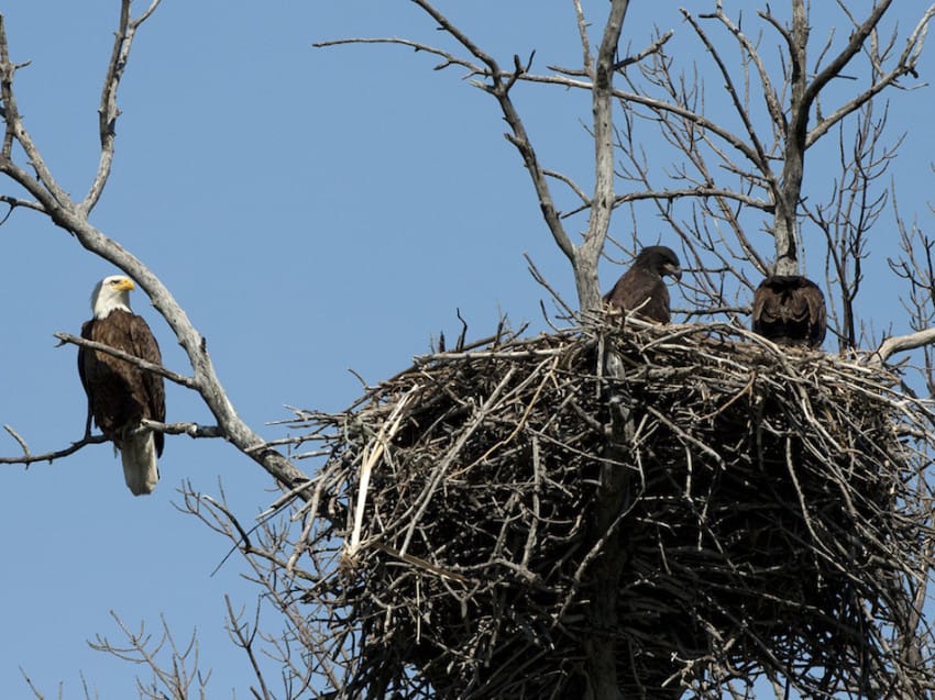 bald-eagle-nest-850x637