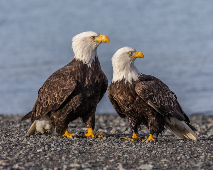 male-female-bald-eagle-850x680