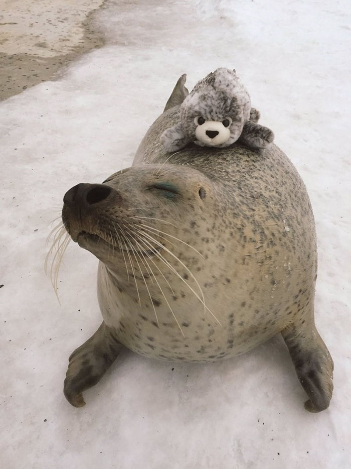 seal-cuddles-plush-toy-2
