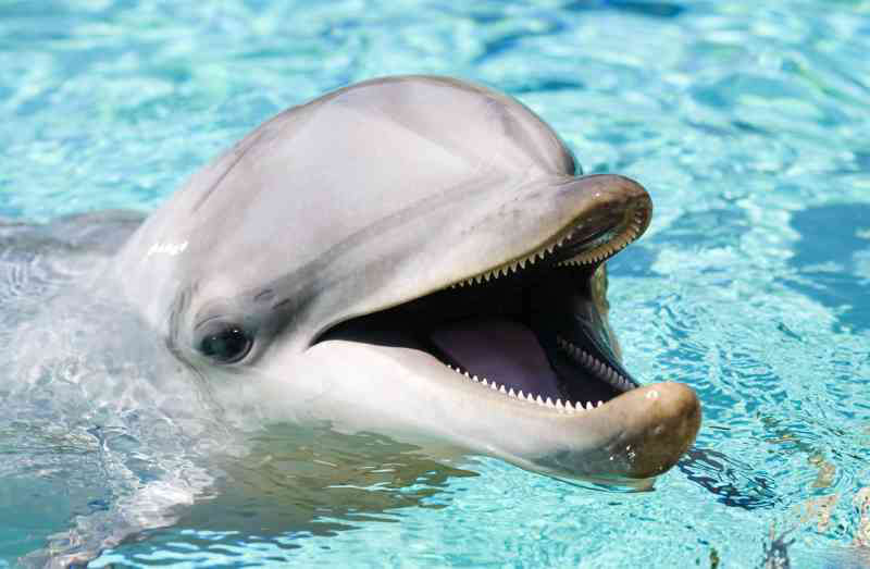 1468492997_dolphin-most-intelligent-and-smartest-animals-in-the-world-4