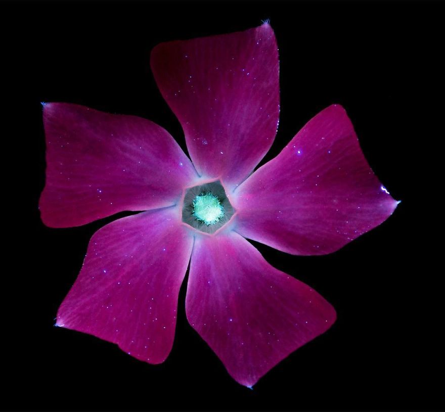 i-make-flowers-glow-to-photograph-their-invisible-light-58eb68e4edca5__880