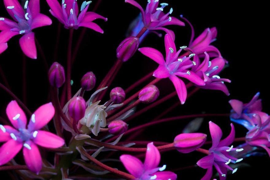 i-make-flowers-glow-to-photograph-their-invisible-light-58eb68e9e7450__880