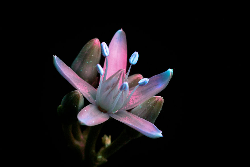 i-make-flowers-glow-to-photograph-their-invisible-light-58eb6929c1985__880