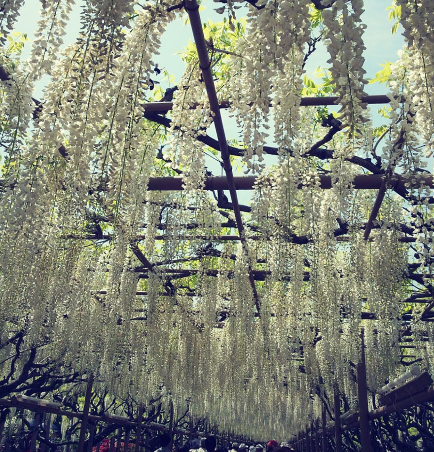 tochigi-wisteria-festival-japan-2-58e5e8d5757aa__880