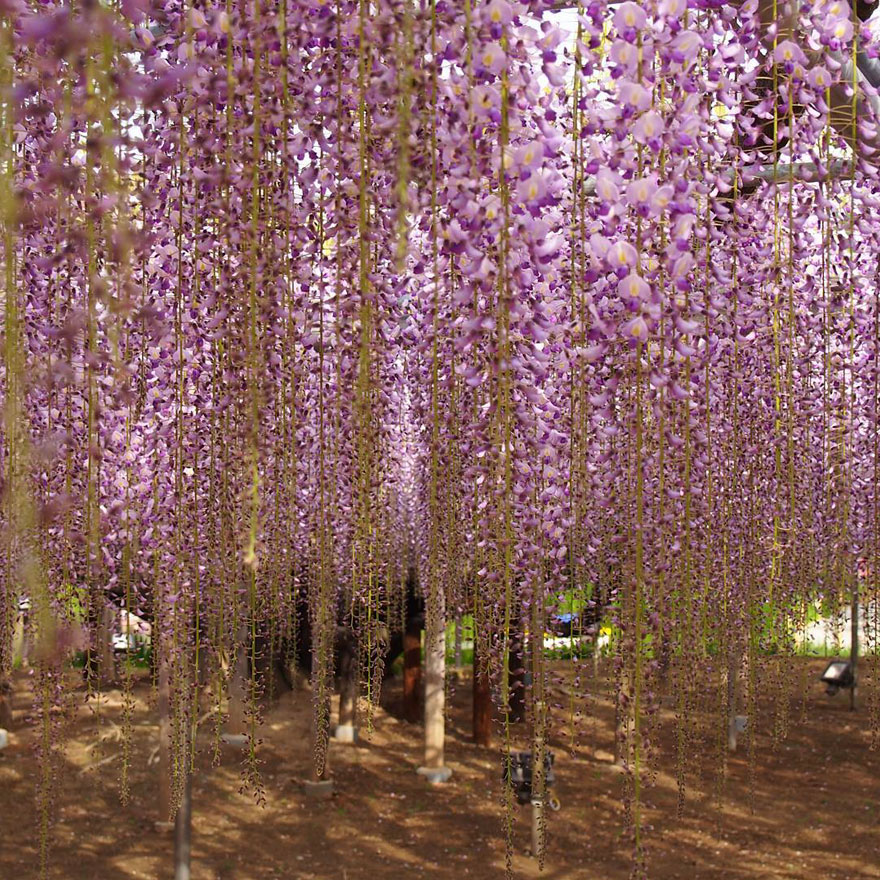 tochigi-wisteria-festival-japan-58e5eec176552__880
