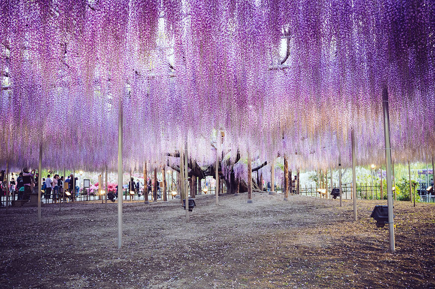 tochigi-wisteria-festival-japan-58e5f700f1018__880