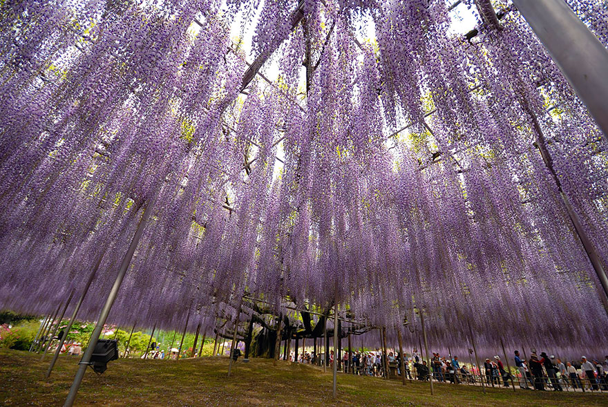 tochigi-wisteria-festival-japan-58e5f708a328a__880