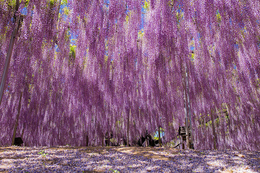 tochigi-wisteria-festival-japan-58e5f70ab978b__880