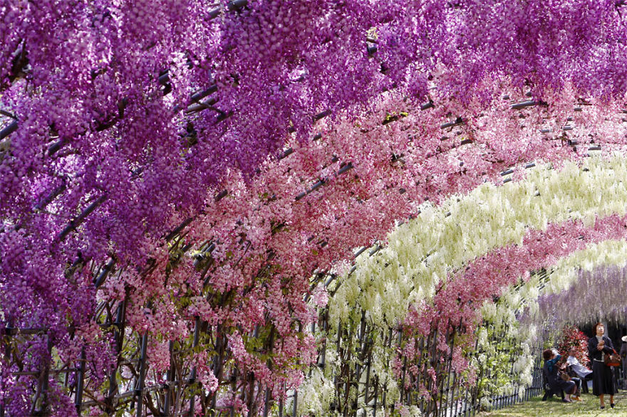 tochigi-wisteria-festival-japan-58e60408935f2__880