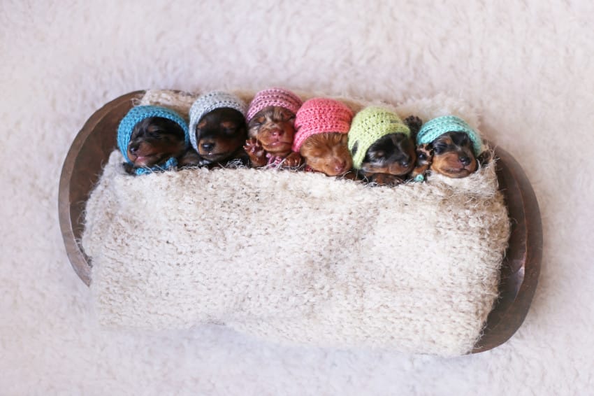 *** EXCLUSIVE *** MCALLEN, TX - UNDATED: A newborn litter of Dachshund puppies dressed in props in McAllen, Texas.  A NEWBORN photographer has swapped babies for puppies for a unique photoshoot. Business entrepreneur, Belinda Joy Schenk is used to capturing precious moments for proud parents of their newborn bundle of joys. But when she was approached to do a newborn photoshoot of a doggy and her six PUPPIES she was somewhat shocked. PHOTOGRAPH BY Fortitude Press / Barcroft Images London-T:+44 207 033 1031 E:hello@barcroftmedia.com - New York-T:+1 212 796 2458 E:hello@barcroftusa.com - New Delhi-T:+91 11 4053 2429 E:hello@barcroftindia.com www.barcroftimages.com