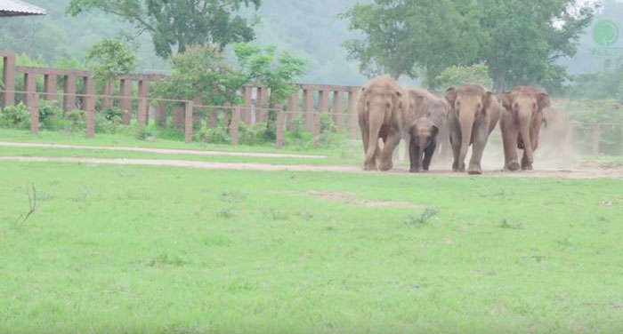 elephants-run-greet-new-rescue-baby-1