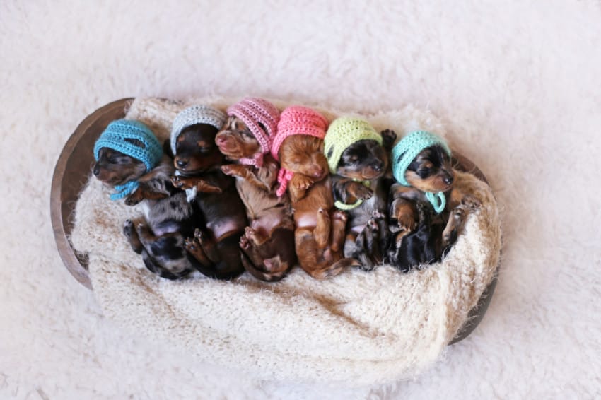 *** EXCLUSIVE *** MCALLEN, TX - UNDATED: A newborn litter of Dachshund puppies dressed in props in McAllen, Texas.  A NEWBORN photographer has swapped babies for puppies for a unique photoshoot. Business entrepreneur, Belinda Joy Schenk is used to capturing precious moments for proud parents of their newborn bundle of joys. But when she was approached to do a newborn photoshoot of a doggy and her six PUPPIES she was somewhat shocked. PHOTOGRAPH BY Fortitude Press / Barcroft Images London-T:+44 207 033 1031 E:hello@barcroftmedia.com - New York-T:+1 212 796 2458 E:hello@barcroftusa.com - New Delhi-T:+91 11 4053 2429 E:hello@barcroftindia.com www.barcroftimages.com