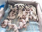 dalmatian-mom-shocked-world-delivering-18-puppies-cute_38cafb442e7a0cf5dc962fb4ad9622d2