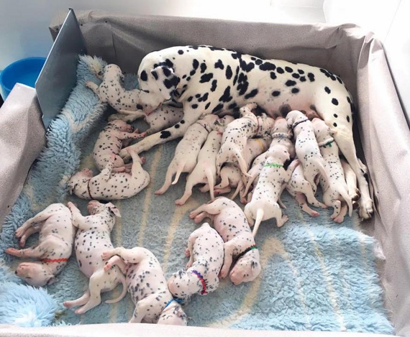 dalmatian-mom-shocked-world-delivering-18-puppies-cute_38cafb442e7a0cf5dc962fb4ad9622d2