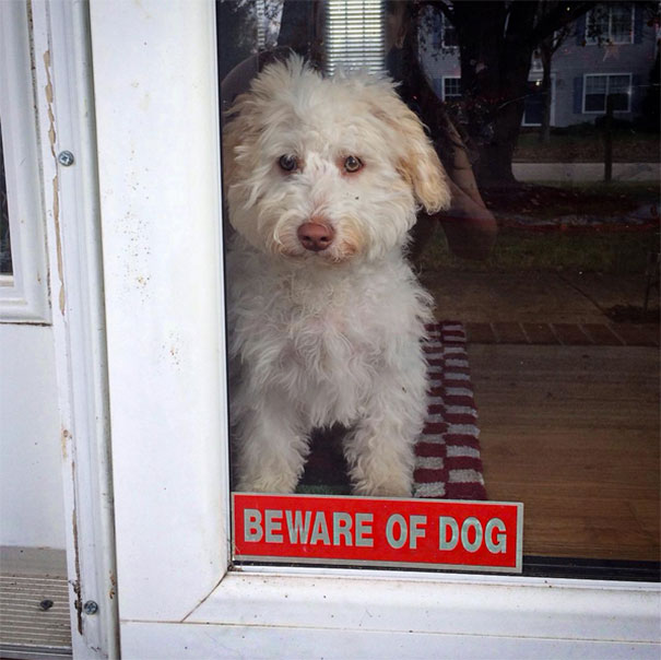 beware-of-the-dog-signs-28-57ee688b06198__605