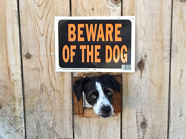 beware-of-the-dog-signs-29-57ee6b29e66c8__605