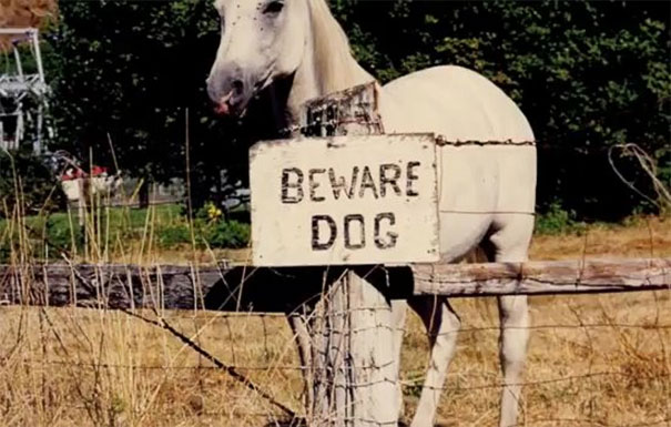 beware-of-the-dog-signs-33-57ee6b8bf0ed5__605