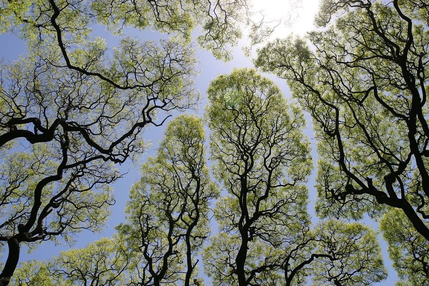 crown-shyness-trees-avoid-touching-1-599295941f475__880
