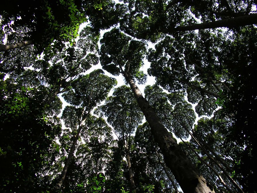 crown-shyness-trees-avoid-touching-599296d6d46c7__880