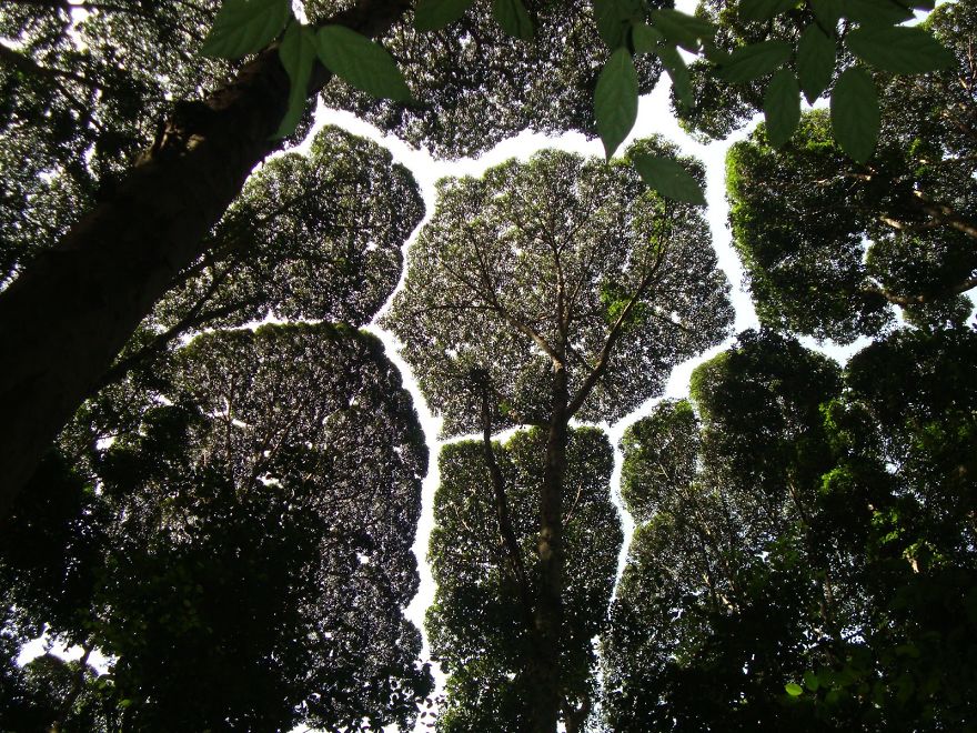 crown-shyness-trees-avoid-touching-5992983fcc682__880