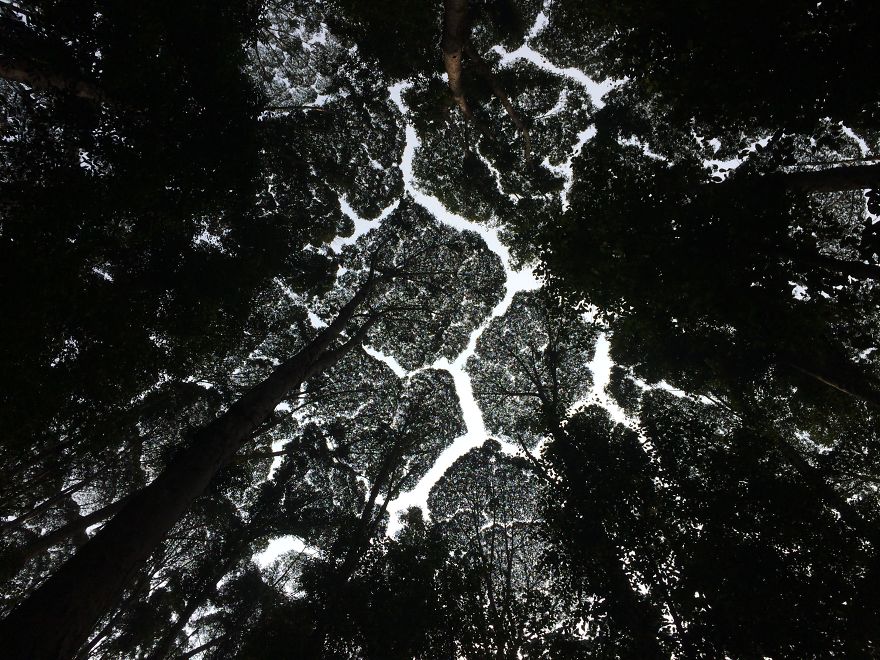 crown-shyness-trees-avoid-touching-5992997054905__880