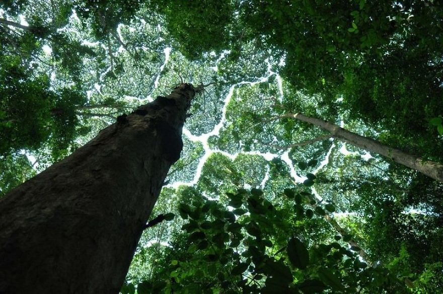 crown-shyness-trees-avoid-touching-59929be24790e__880