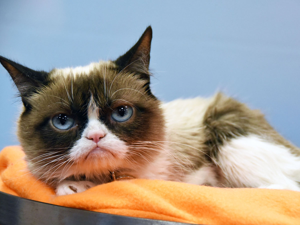 grumpy-cat2-1200-900-6130