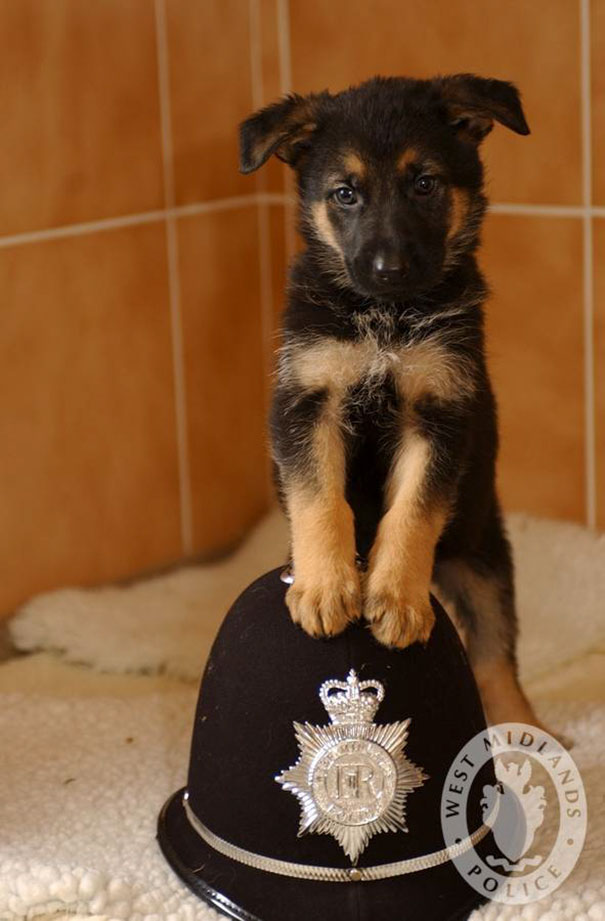 WMPolice Puppy  Xante  (7weeks old)  which are being cared for by Guide dogs for the blind...PC John Dolman with Sarah Hicks Guide dogs for the blind *** Local Caption *** PC John Dolman PC John Dolman Bill McNamara rm 702 crime support  Lh Aubrey and Cathrine  Meades 17 Signal Hays rd Warmley