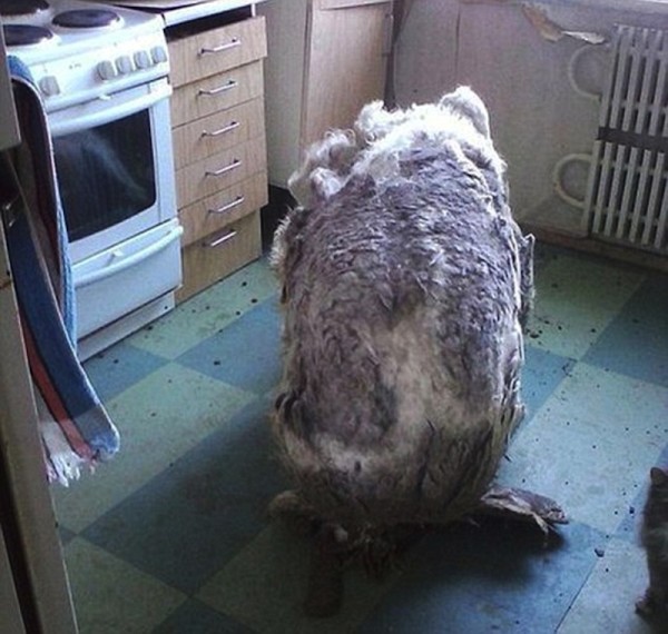 Pic shows: This dog that was left neglected and alone in an apartment for more than a year ended up with a coat under which it was almost impossible to see it. This mass of fur may not look much like but in fact underneath is a dog left neglected and alone in an apartment for more than a year. Without the caring owner to trim its fur, the dog who stayed on in the apartment after his elderly owner died in the Russian city of Novosibirsk gradually ended up with a coat under which it was almost impossible to see the seven year old bobtail. This is what he looked like when he was collected by staff from an animal rescue clinic after he had been kept on by his former owners relatives to guard the property while the question of the inheritance was sorted out. Only when the family of 79-year-old Gore Zhdanov had finally decided who was going to get what, did they allow animal rescuers to take charge of the pet. Although they had given the dog food and it had access to the balcony to avoid it making a mess in the flat, the poor dog had not been walked or cared for in any other way. Dog rescuer Vitaly Kornilova said: "He could barely walk, and was in a pitiful state. Relatives called us to take him away because they decided they wanted to sell the flat now that the inheritance paperwork been completed." "They said they had kept the dog to guard the flat against vandals but now wanted to get rid of it." She said the relatives did not know what name the dog had been given by its previous owner, but they had decided to call it Cocos. His fur was one big woolen, entangled mess when he was brought in, particles of excrements and matted urine were stuck in the fur, which weighed the dog down to a point that it could barely walk and breathe. Viatly said: "Six people spent three hours trimming Cocos fur, filling four 100 liter bags with dog hair. After that, Cocos' teeth were thoroughly cleaned." Cocos now lives with Elena Rivvo, a local expert in bobtails. She told local media she was feeding the dog vitamins and is still treating several purulent fistulas, open soars caused by the mistreatment, but added: "Other than that he is doing well and is expected to make a full recovery." (ends)