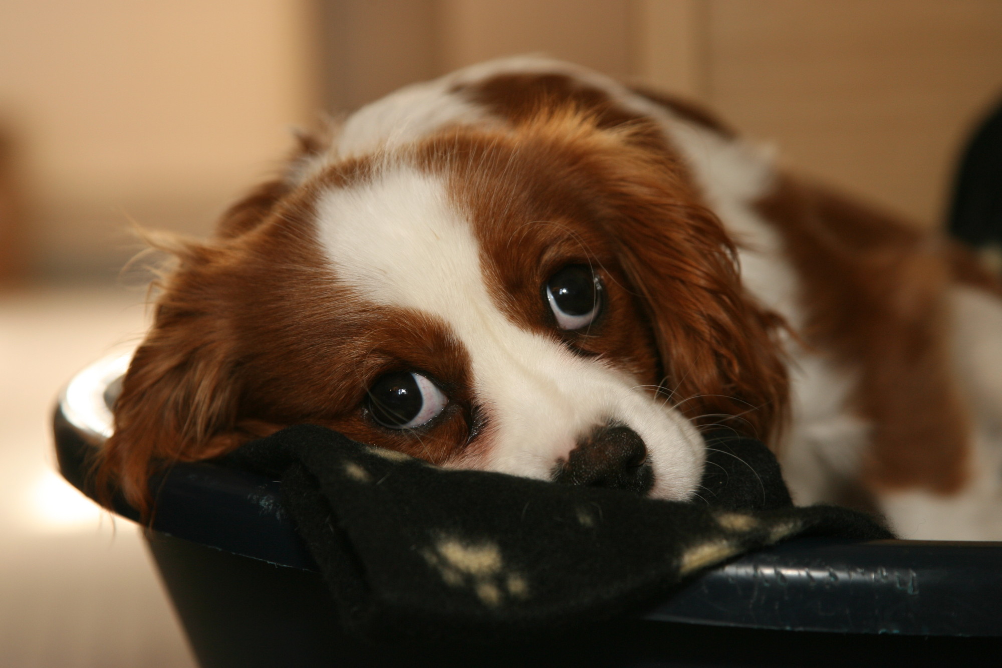 Max, a six-month-old King Charles spaniel belonging to Tony Goodchild (site maintenance supervisor), in his basket in the supporter services office, Burford. PL/00219 - Burford - 1.3.07 - Photographer - Nick Ridley