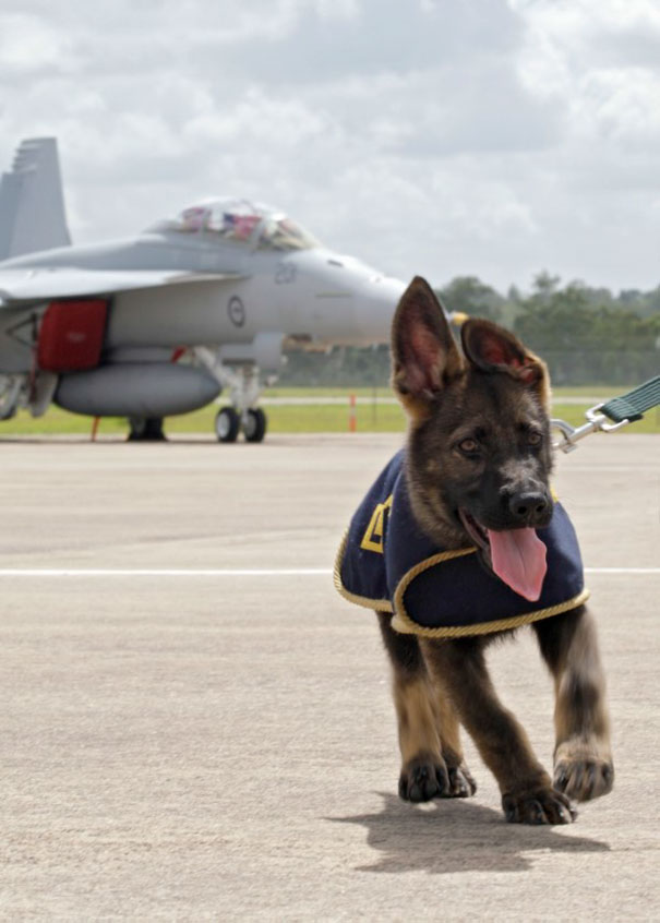The latest addition to the Super Hornet family has arrived safely at RAAF Amberley, Queensland with a puppy named Rhino in honour of the fighter jet. Rhino is one of the Air Force’s ‘Romeo’ three litter pups and has eight siblings - Raptor, Razor, Rolly, Roman, Reaper, Ripper, Raven and Riley. The pups, named by RAAF Amberley’s Health Operational Conversion Unit, are 15 weeks old and have been enjoying weekend home stays as they prepare to go into a foster care home as part of Puppy Development Training.