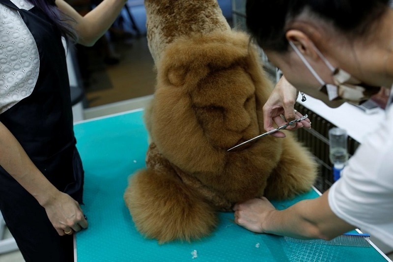 An employee trims a lion head into the fur of a dog at a pet shop, in Tainan, Taiwan June 19, 2016. REUTERS/Tyrone Siu SEARCH "PET GROOMING" FOR THIS STORY. SEARCH "THE WIDER IMAGE" FOR ALL STORIES