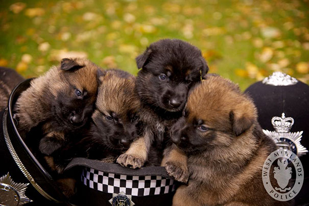 A new 'R' litter of  German Shepherd pups born to mother Cassie. Their names are to be given by a competition in conjunction with the Kennel Club.