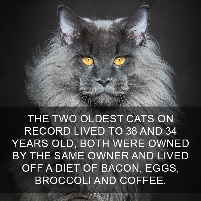cat-facts-76-5940fdb2f09ce__700