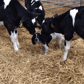 cute-cows-are-dogs-19-59806d6ed43e4__605