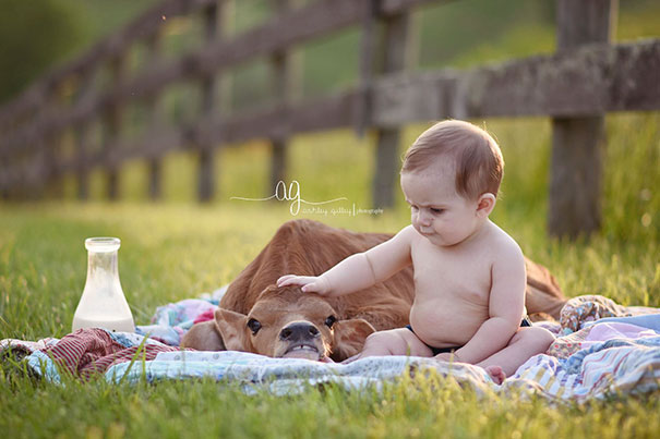 cute-cows-are-dogs-32-598862b917190__605