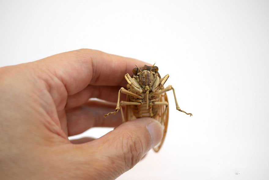 the-japanese-artist-who-creates-life-size-insects-exclusively-from-bamboo-will-impress-you-59e0887088c1c__880