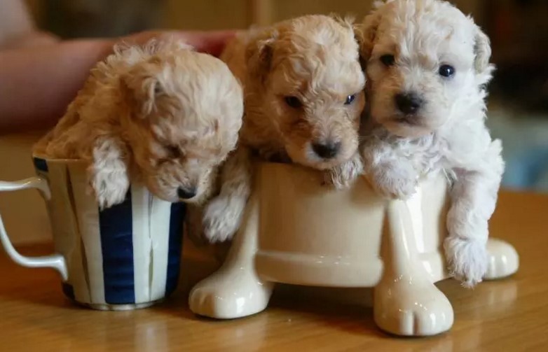 adorable-puppies_f2f248391c51ad93b70fecf019e11b82