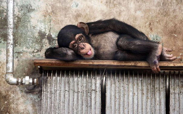 chimpanzee-who-loves-warmth__605