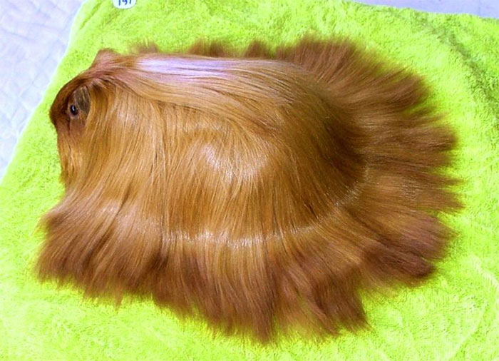 long-haired-guinea-pigs-152-59146f08c33a4__700