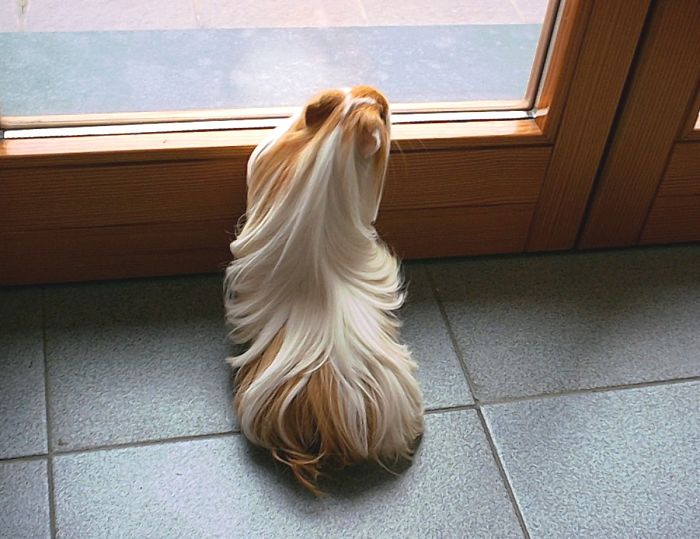 long-haired-guinea-pigs-58fdde48d75f4__700