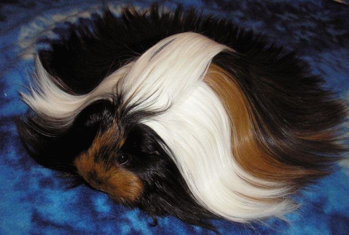 long-haired-guinea-pigs-58fddfadd8e16__700