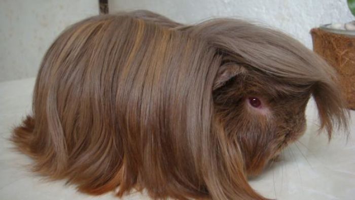 long-haired-guinea-pigs-58fddfb4d65d9__700