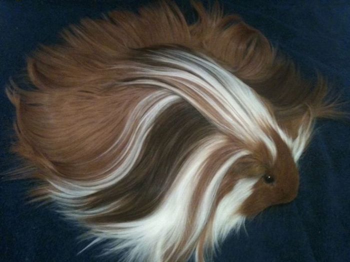 long-haired-guinea-pigs-58fde19b5375f__700