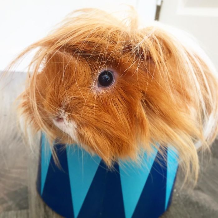 long-haired-guinea-pigs-58fde7bfbb3a1__700