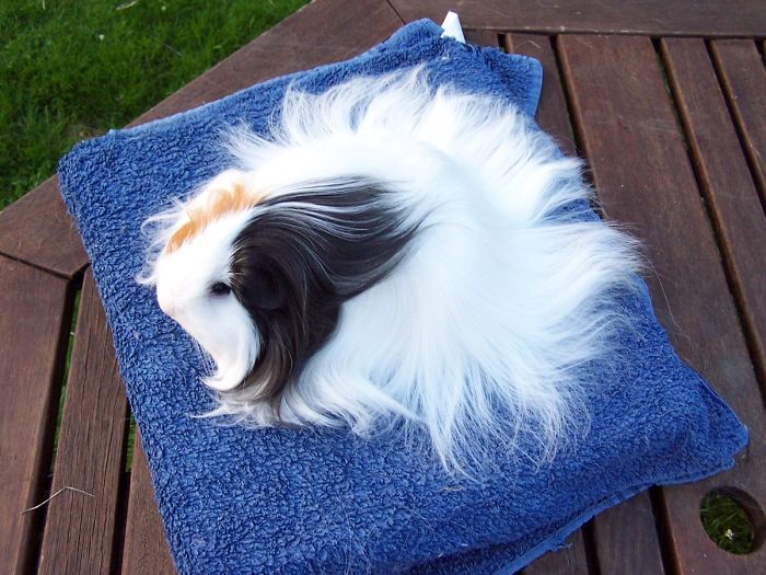 long-haired-guinea-pigs-58fdee11b80a5__700